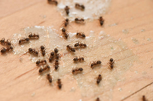 Best Bed Bug Extermination  in Mckee City, NJ